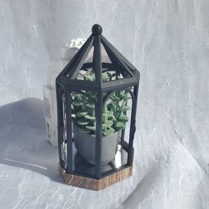 Potted Succulent Lantern Wallflower Plug